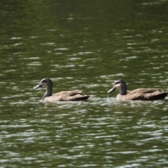 Anas superciliosa (Pacific Black Duck) at Cranbrook, QLD - 7 Nov 2019 by TerryS