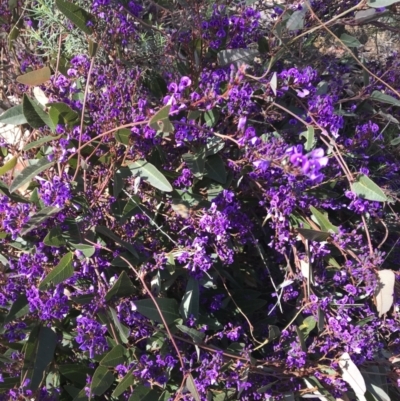 Hardenbergia violacea (False Sarsaparilla) at Tuggeranong Hill - 26 Aug 2021 by ROWLAD