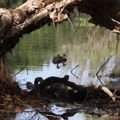 Anas superciliosa (Pacific Black Duck) at Cranbrook, QLD - 18 Nov 2019 by TerryS