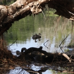 Anas superciliosa (Pacific Black Duck) at Cranbrook, QLD - 17 Nov 2019 by TerryS