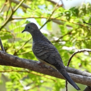 Geopelia placida at Cranbrook, QLD - 4 Dec 2019