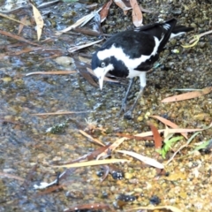 Grallina cyanoleuca (Magpie-lark) at Cranbrook, QLD - 8 Nov 2019 by TerryS