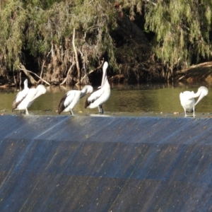 Pelecanus conspicillatus at Cranbrook, QLD - 21 Jul 2019 08:43 AM