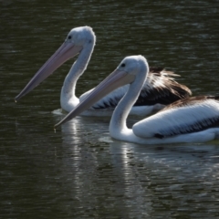 Pelecanus conspicillatus (Australian Pelican) at Douglas, QLD - 30 Sep 2019 by TerryS