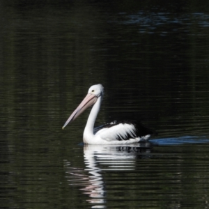 Pelecanus conspicillatus at Cranbrook, QLD - 21 Jun 2020