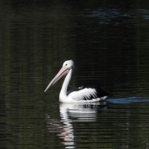 Pelecanus conspicillatus at Cranbrook, QLD - 21 Jun 2020 10:35 AM