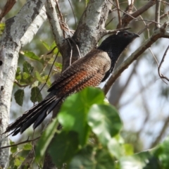 Centropus phasianinus (Pheasant Coucal) at Cranbrook, QLD - 23 Nov 2019 by TerryS
