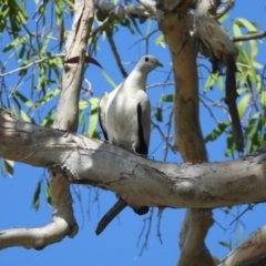 Ducula spilorrhoa (Torresian Imperial-Pigeon) at Cranbrook, QLD - 2 Dec 2019 by TerryS