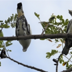 Ducula spilorrhoa (Torresian Imperial-Pigeon) at Cranbrook, QLD - 27 Oct 2019 by TerryS