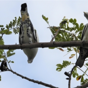 Ducula spilorrhoa at Cranbrook, QLD - 27 Oct 2019