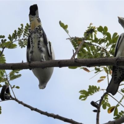 Ducula spilorrhoa (Torresian Imperial-Pigeon) at Cranbrook, QLD - 27 Oct 2019 by TerryS