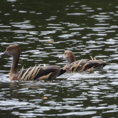 Dendrocygna eytoni (Plumed Whistling-Duck) at Cranbrook, QLD - 27 Dec 2019 by TerryS