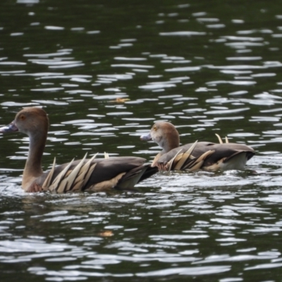 Dendrocygna eytoni (Plumed Whistling-Duck) at Cranbrook, QLD - 28 Dec 2019 by TerryS