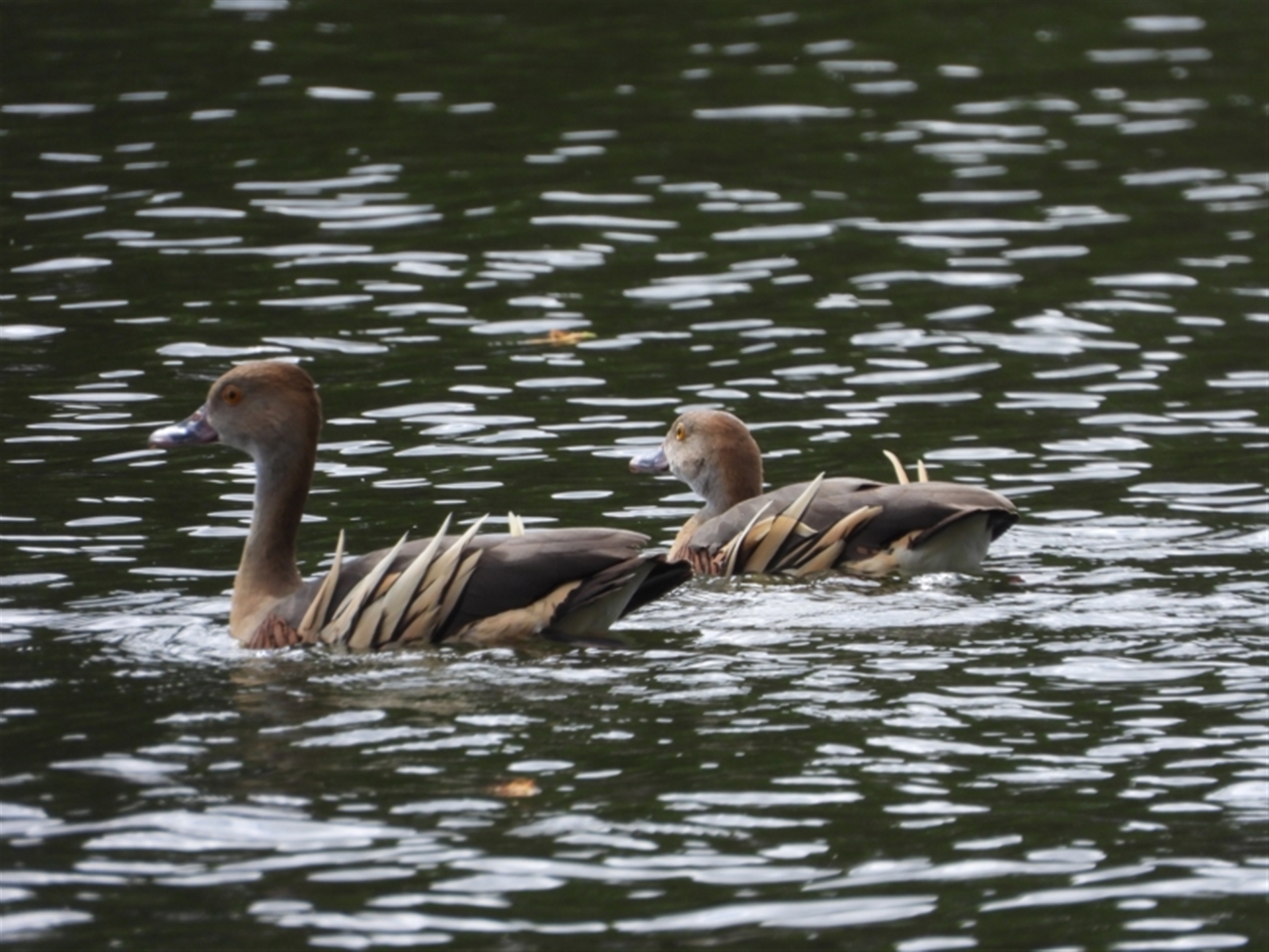 Dendrocygna eytoni at Cranbrook, QLD - 28 Dec 2019 09:12 AM