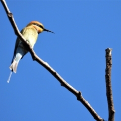 Merops ornatus (Rainbow Bee-eater) at Cranbrook, QLD - 21 Jun 2020 by TerryS