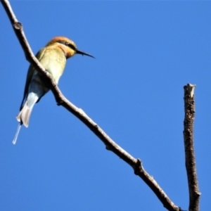 Merops ornatus at Cranbrook, QLD - 21 Jun 2020 10:23 AM