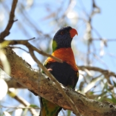 Trichoglossus moluccanus (Rainbow Lorikeet) at Cranbrook, QLD - 7 Nov 2019 by TerryS