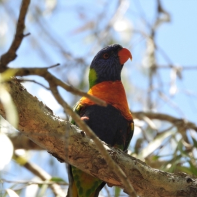 Trichoglossus moluccanus (Rainbow Lorikeet) at Cranbrook, QLD - 8 Nov 2019 by TerryS