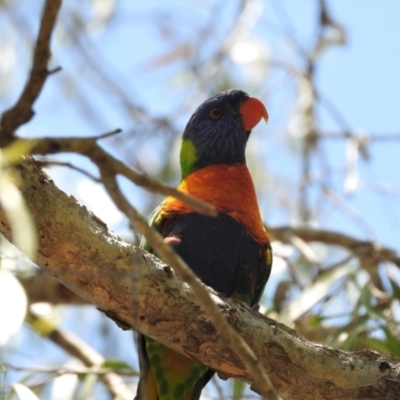 Trichoglossus moluccanus (Rainbow Lorikeet) at Cranbrook, QLD - 7 Nov 2019 by TerryS