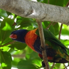Trichoglossus moluccanus (Rainbow Lorikeet) at Cranbrook, QLD - 9 Jan 2020 by TerryS