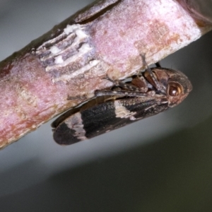 Eurypella tasmaniensis at Scullin, ACT - 14 Sep 2021 01:33 PM