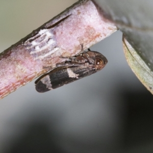 Eurypella tasmaniensis at Scullin, ACT - 14 Sep 2021