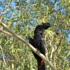 Calyptorhynchus banksii (Red-tailed Black-cockatoo) at Cranbrook, QLD - 9 Feb 2020 by TerryS