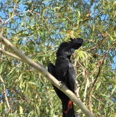 Calyptorhynchus banksii (Red-tailed Black-cockatoo) at Cranbrook, QLD - 10 Feb 2020 by TerryS