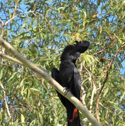Calyptorhynchus banksii (Red-tailed Black-cockatoo) at Cranbrook, QLD - 9 Feb 2020 by TerryS