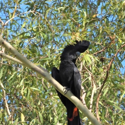 Calyptorhynchus banksii (Red-tailed Black-cockatoo) at Cranbrook, QLD - 10 Feb 2020 by TerryS