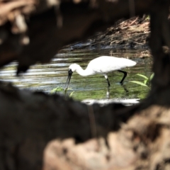 Platalea regia (Royal Spoonbill) at Cranbrook, QLD - 23 Nov 2019 by TerryS