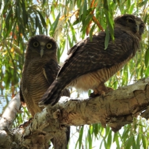 Ninox rufa at Cranbrook, QLD - suppressed