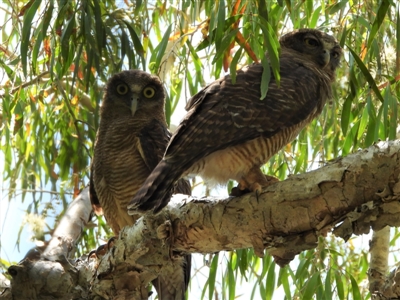 Ninox rufa (Rufous Owl) at Cranbrook, QLD - 12 Nov 2019 by TerryS