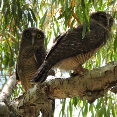 Ninox rufa (Rufous Owl) at Cranbrook, QLD - 12 Nov 2019 by TerryS