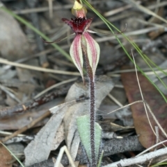 Caladenia actensis (Canberra Spider Orchid) at Downer, ACT - 14 Sep 2021 by jbromilow50