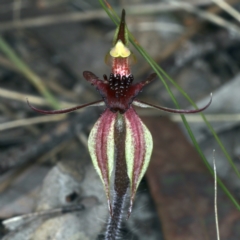 Caladenia actensis at suppressed - suppressed