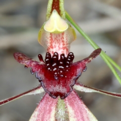 Caladenia actensis at suppressed - suppressed