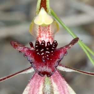 Caladenia actensis at suppressed - suppressed