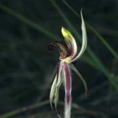 Caladenia actensis at suppressed - suppressed