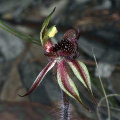 Caladenia actensis at suppressed - suppressed