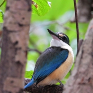 Todiramphus sanctus at Cranbrook, QLD - 12 Sep 2021