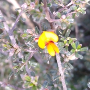 Pultenaea microphylla at Gundaroo, NSW - 15 Sep 2021 01:44 PM