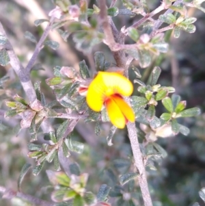 Pultenaea microphylla at Gundaroo, NSW - 15 Sep 2021
