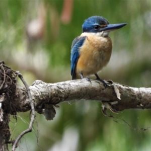 Todiramphus sanctus at Cranbrook, QLD - 8 Jun 2019 12:04 PM