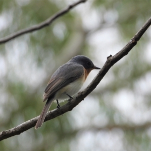 Myiagra rubecula at Cranbrook, QLD - 8 Jun 2019