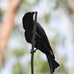 Dicrurus bracteatus (Spangled Drongo) at Cranbrook, QLD - 27 Dec 2019 by TerryS