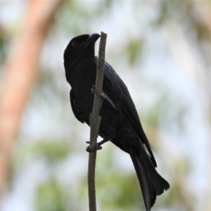 Dicrurus bracteatus at Cranbrook, QLD - 28 Dec 2019