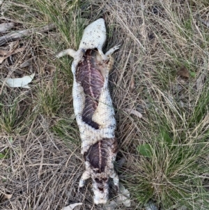 Tiliqua scincoides scincoides at Hughes, ACT - 15 Sep 2021