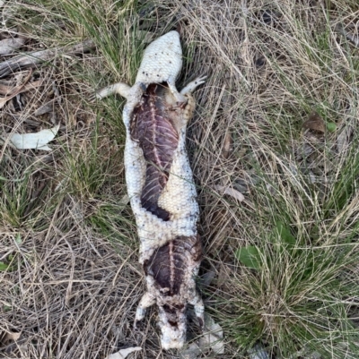 Tiliqua scincoides scincoides (Eastern Blue-tongue) at Hughes Grassy Woodland - 15 Sep 2021 by KL