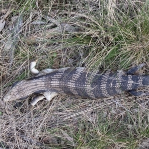 Tiliqua scincoides scincoides at Hughes, ACT - 15 Sep 2021